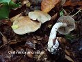 Cortinarius anomalus-amf574-2